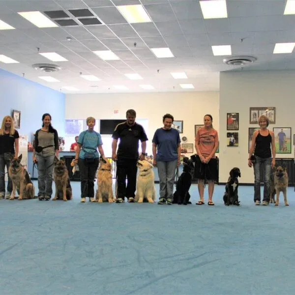 Dog Training Classes Group Lessons