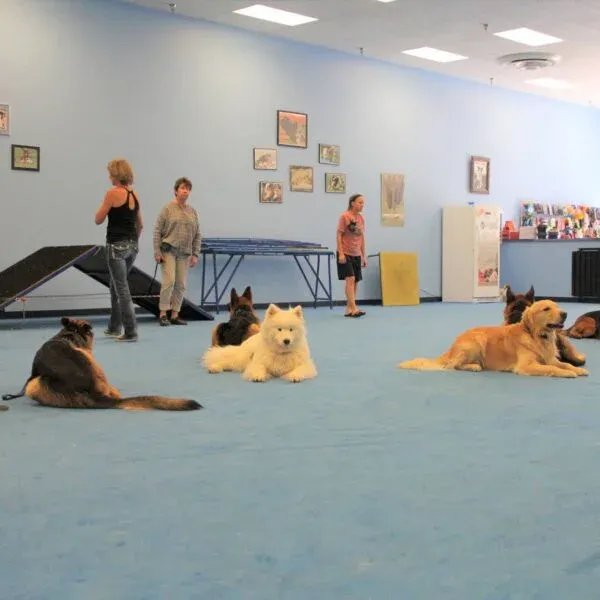 Dog Training Classes Group Lessons