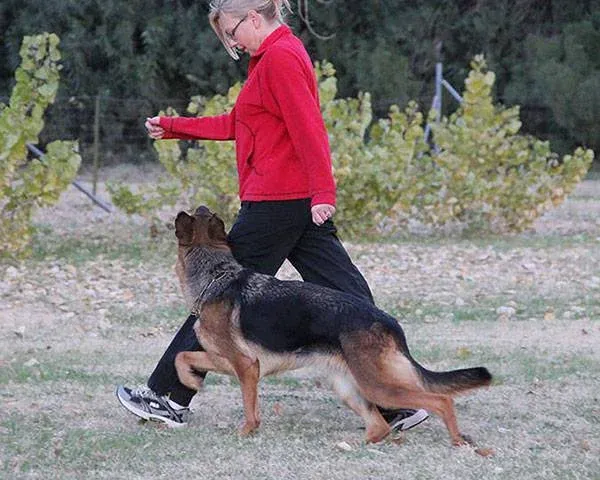off leash dog training, dog training in phoenix, quality k9, tino reinke, angelika clark