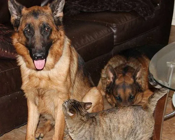 dog training