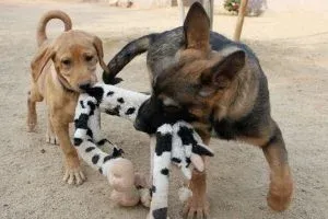 Puppy training