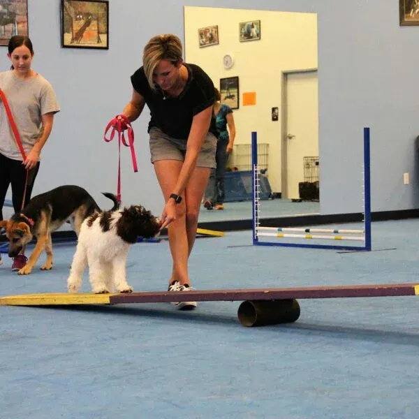 Puppy training