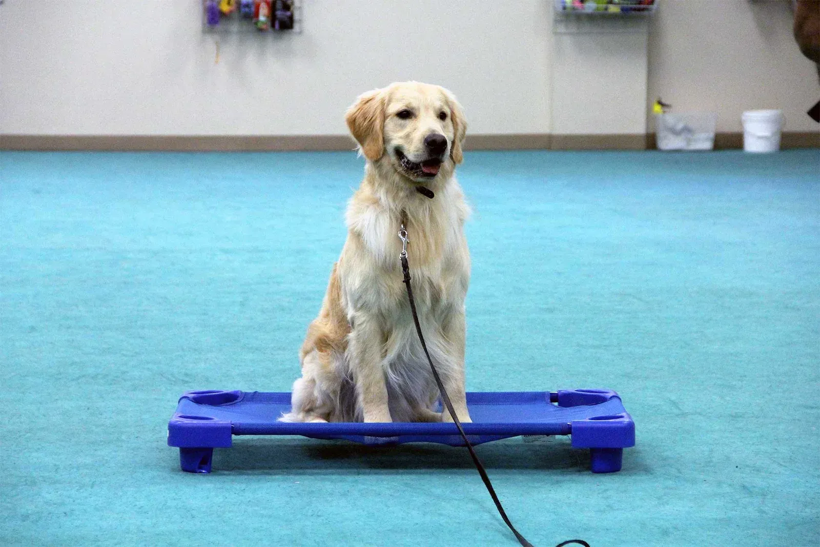 dog training phoenix scottsdale, quality k9, tino reinke, angelika clark
