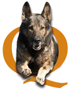 dog training phoenix scottsdale, quality k9, tino reinke, angelika clark