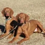 dog training reviews, quality k9, dog trainer reviews phoenix, dog training reviews scottsdale