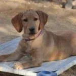 dog training reviews, quality k9, dog trainer reviews phoenix, dog training reviews scottsdale
