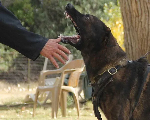 dog aggression, dog behavior issues, dog training phoenix, quality k9, tino reinke, angelika clark